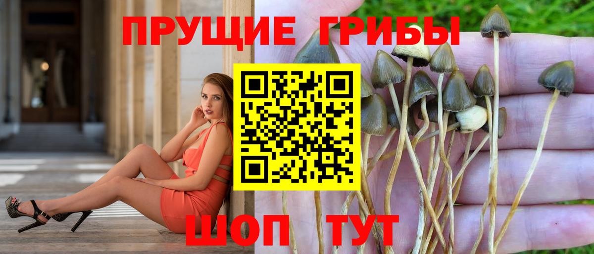 Морозовск  Псилоцибиновые грибы Psilocybine cubensis  Вход с VPN 